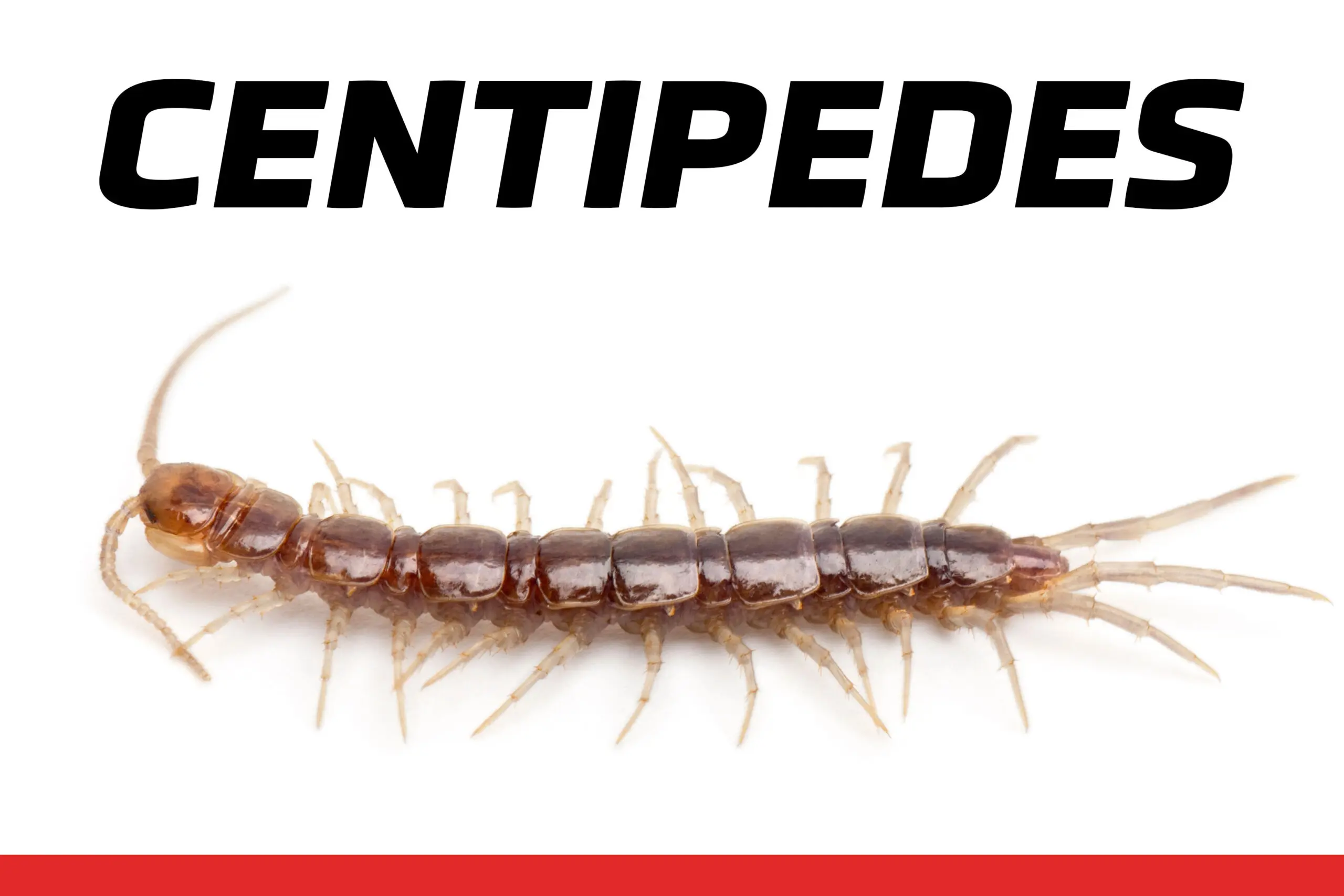 Close-up image of a centipede on a white background used for A-1 Able Pest Doctors' centipede pest control blog.