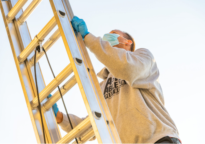 4 Reasons Termite Inspection is Important