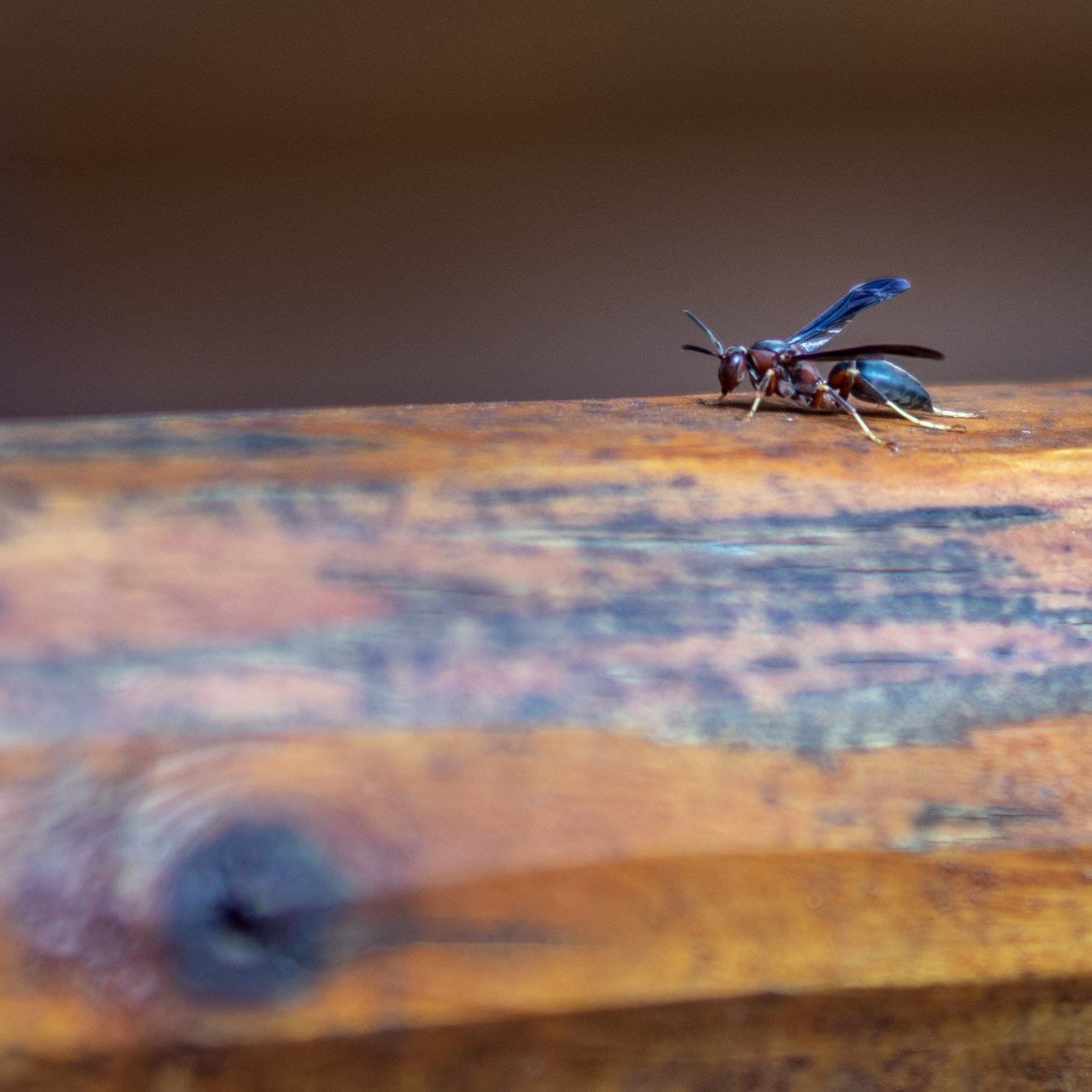 Dealing with Common Fall Pests: A Comprehensive Guide