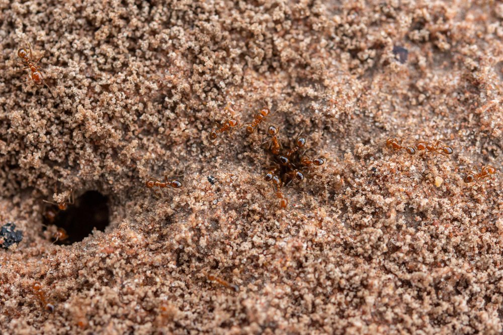 Understanding the Life Cycle of Common Pests