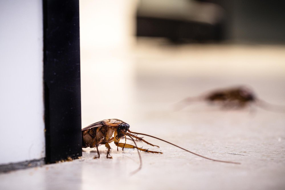 Winter Pest Control for Businesses Protecting Your Workspace