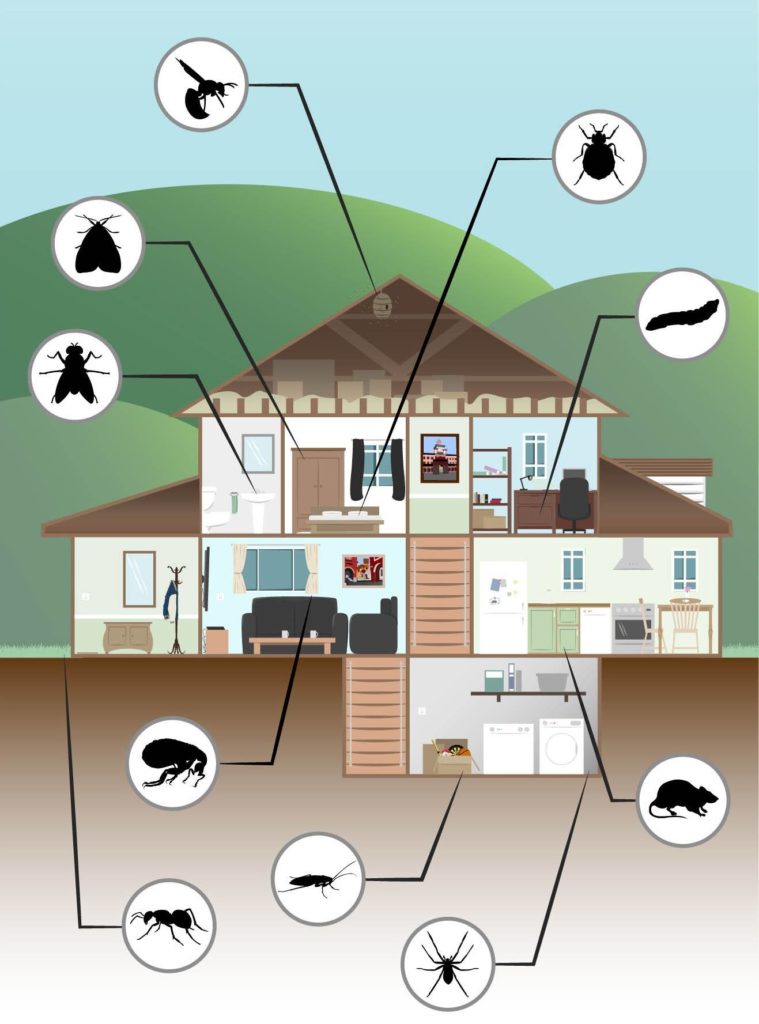 1-October-Get-Rid-of-Pests-by-Identifying-their-Homes-within-Your-Home-759×1024-1